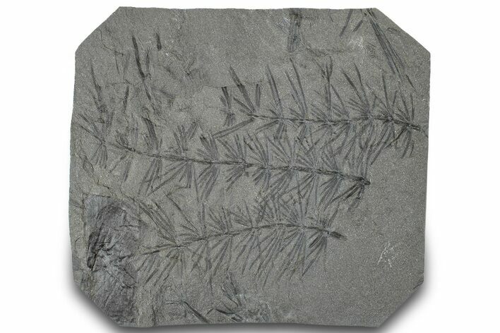 Fossil Pennsylvanian Horsetail (Asterophyllites) Plate - France #315144